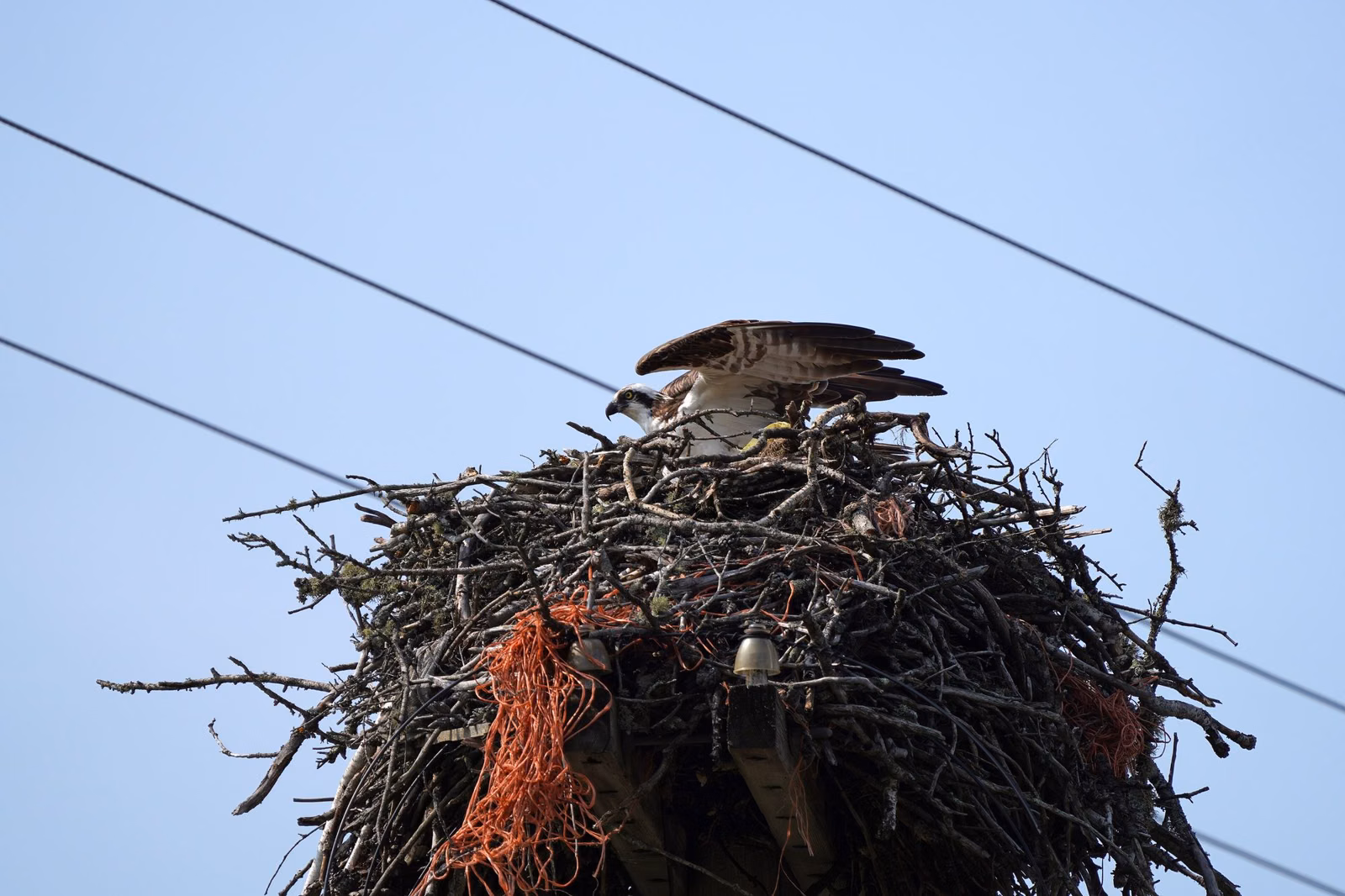 An osprey standing on a large stick nest against a pale sky
