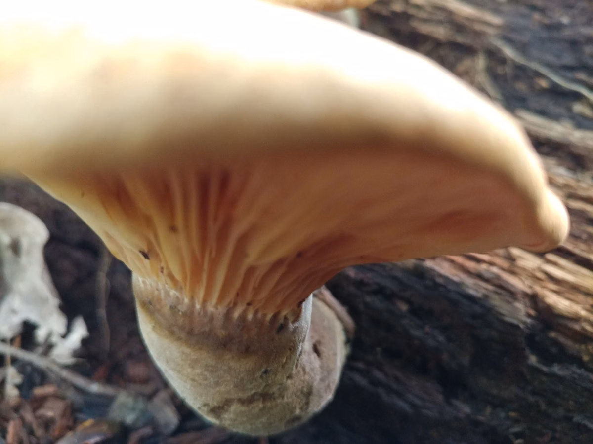 A pale velvet-footed pax mushroom growing from a log