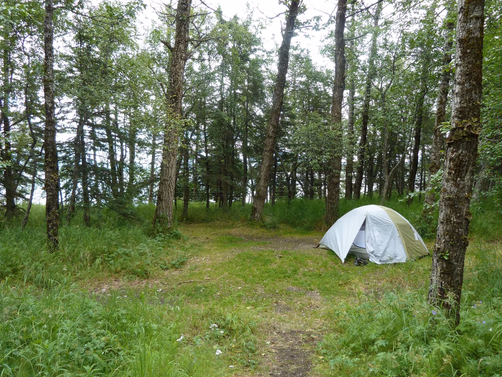 A small gray tent pitched in a grassy clearing among thin trees