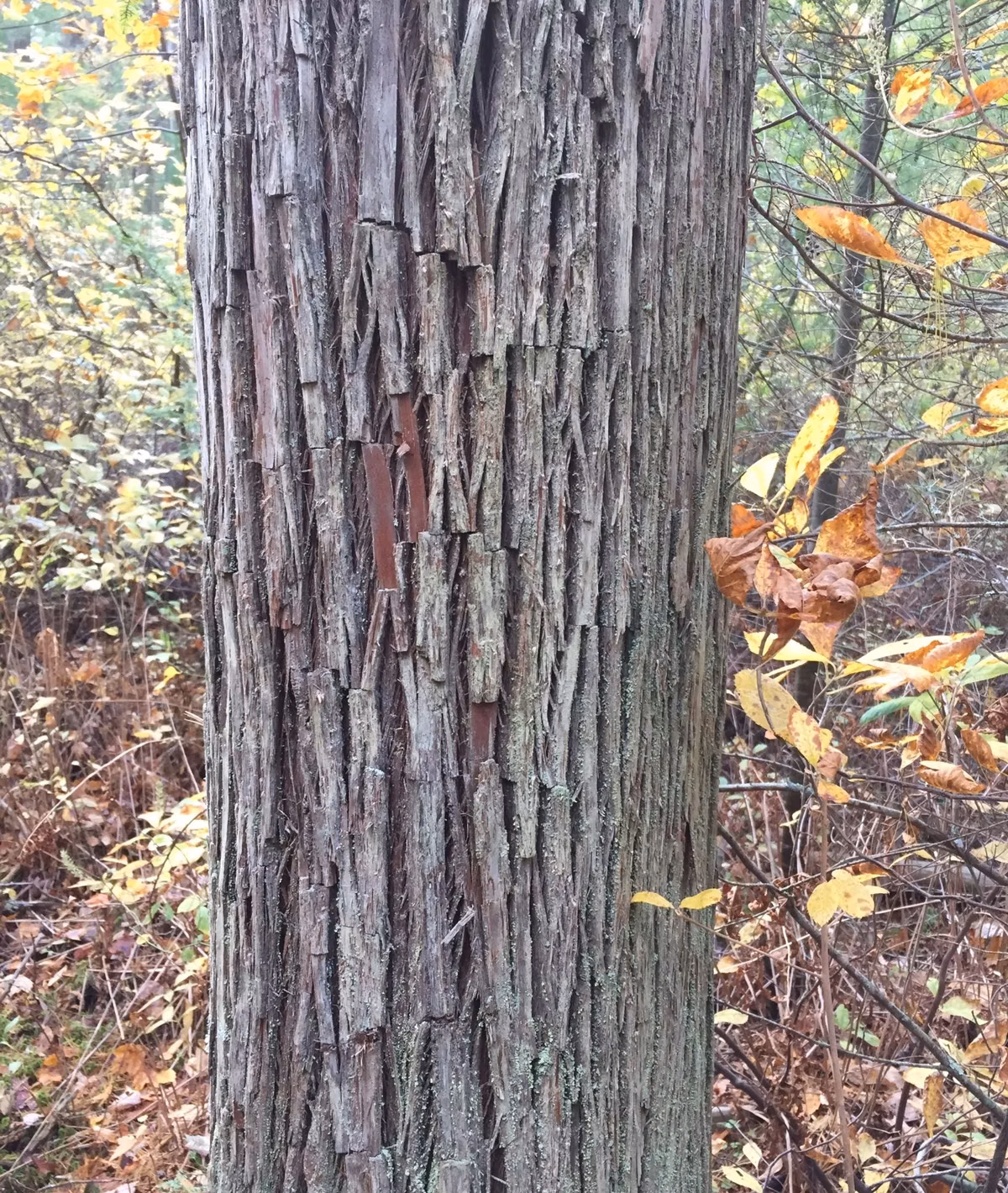The shaggy, fibrous bark of an Atlantic white cedar trunk beside autumn leaves