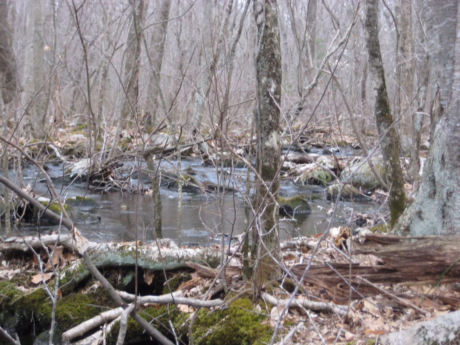 A red maple swamp in early spring, bare trunks rising from dark water and mossy logs