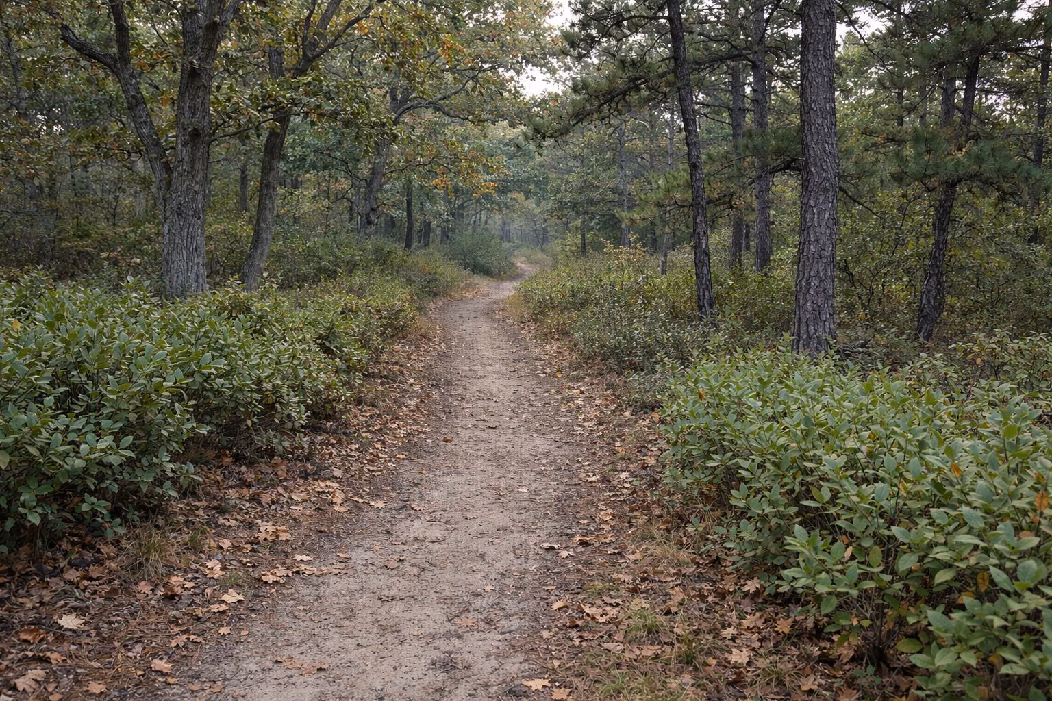 A narrow dirt hiking trail curving through a mixed oak and pitch pine forest with leaf litter and low shrubs