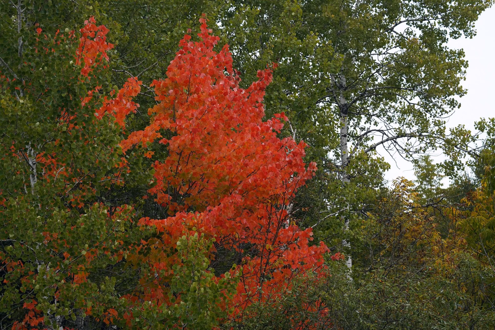 A red maple in bright fall color at the edge of a green woodland