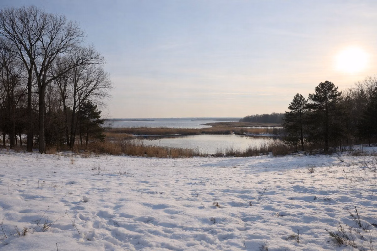 A snow-covered open field edged with bare oak trees and a few evergreens, gentle low sun