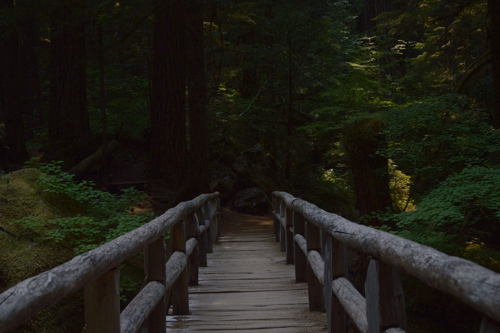 A wooden footbridge with log rails leading into a dark green forest